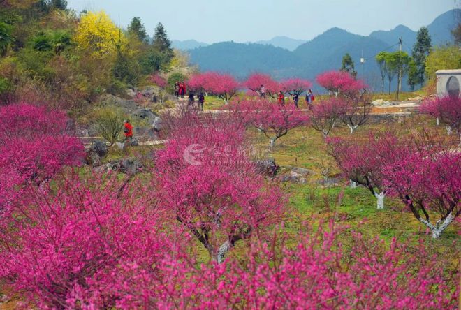 宣恩宜红贡茶有限公司_宣恩伍家台茶旅文化_茶台的文化句子