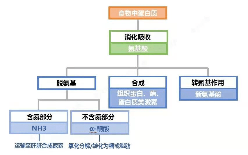 蔬菜中的蛋白质列为“次等”的人