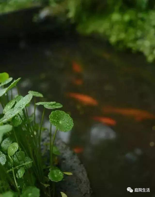 住宅内建鱼池风水讲究_家中建鱼池风水_鱼池建在房子的什么位置好