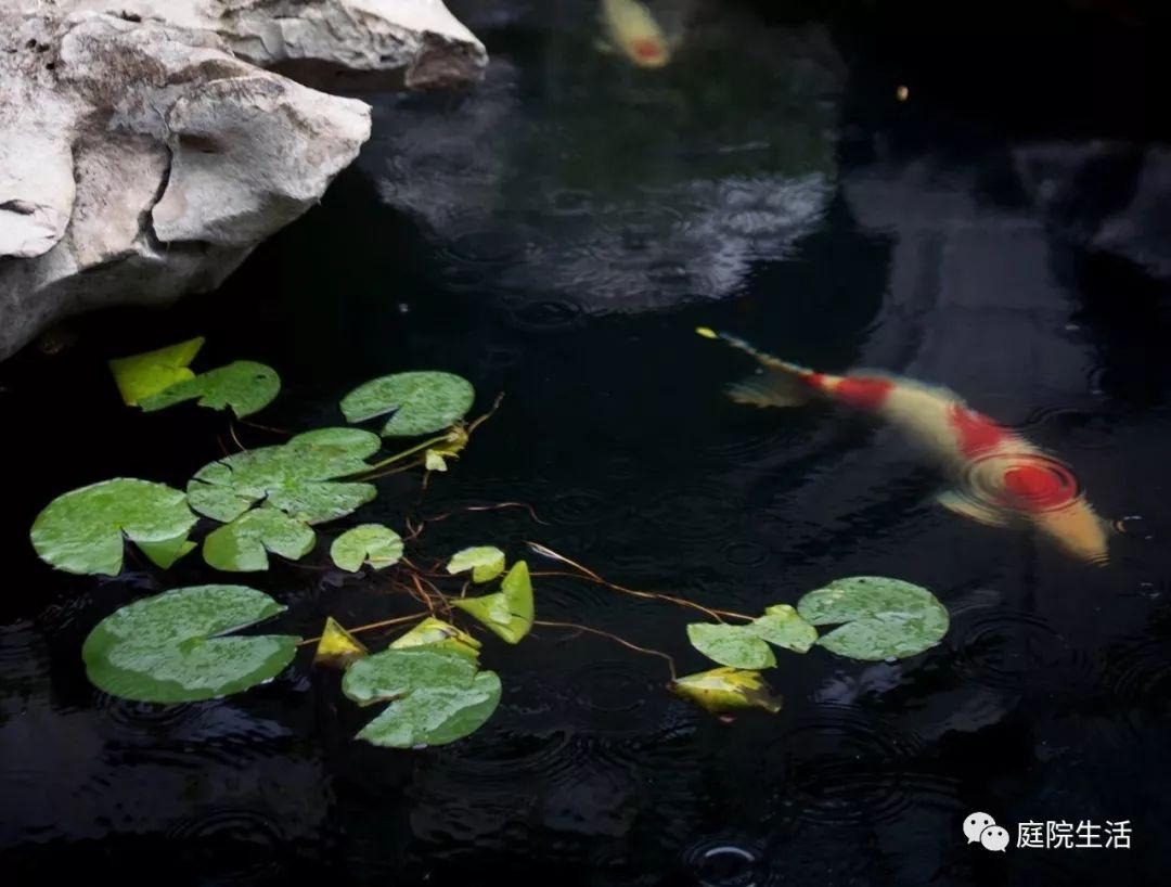 家中建鱼池风水_住宅内建鱼池风水讲究_鱼池建在房子的什么位置好