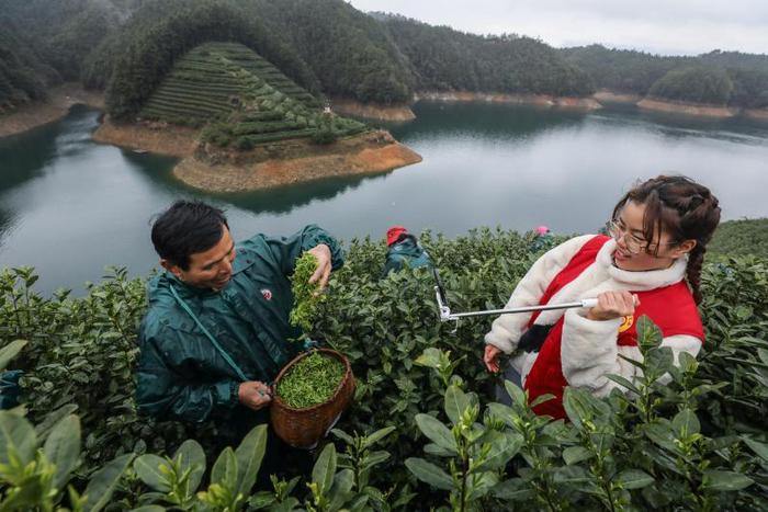 梅家坞茶乡历史文化_梅家坞茶文化村好玩么_梅家坞茶文化村